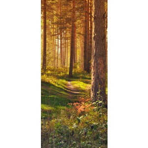 FOTOTAPETA - Gozd