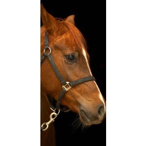 FOTOTAPETA - Konj